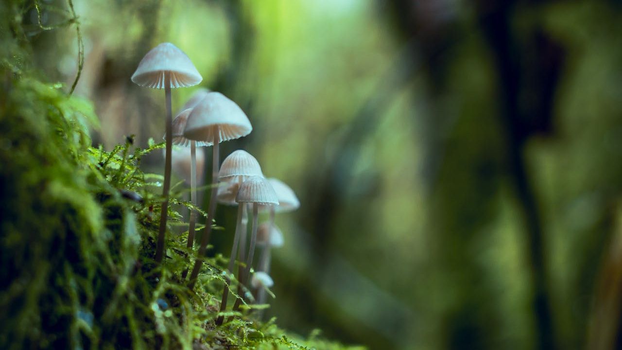 Ecological Facilitation Hub